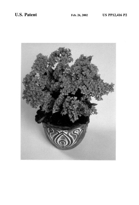 Figure 3 of US plant patent PP12416, the photograph of Forever Maxi Salmon printed in the patent.