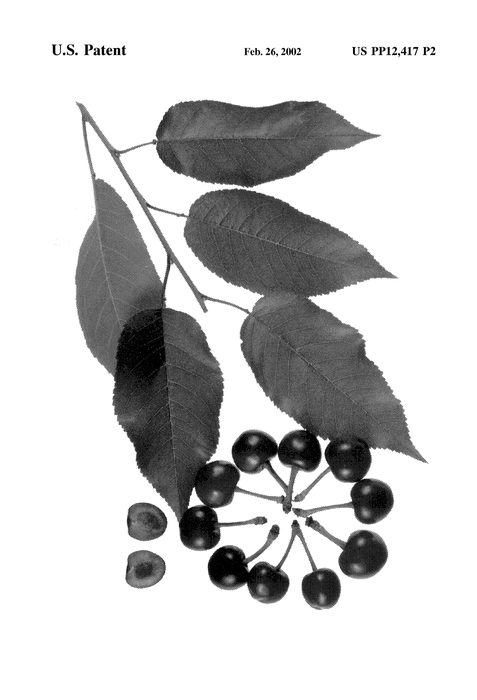 Figure 4 of US plant patent PP12417, the photograph of Regal Lee printed in the patent.