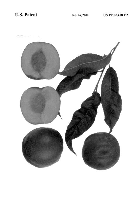 Figure 4 of US plant patent PP12418, the photograph of Honey Fire printed in the patent.