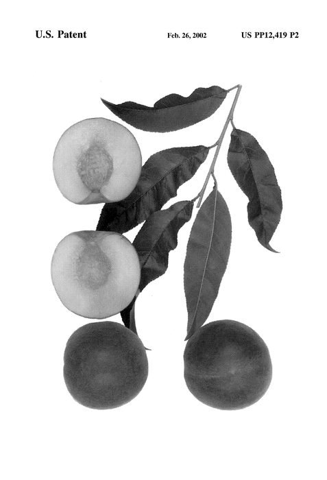 Figure 4 of US plant patent PP12419, the photograph of Spring Treat printed in the patent.