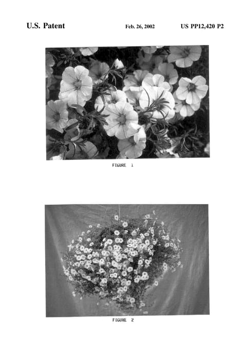 Figure 5 of US plant patent PP12420, the photograph of Liricashower Blush White printed in the patent.