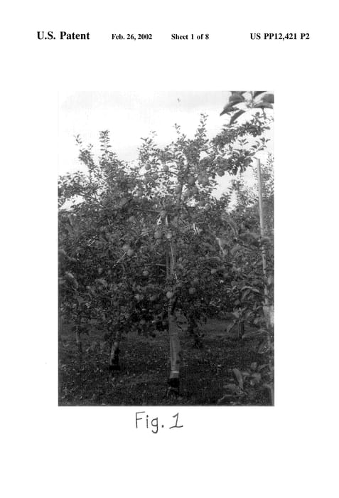 Figure 5 of US plant patent PP12421, the photograph of Kotaro printed in the patent.