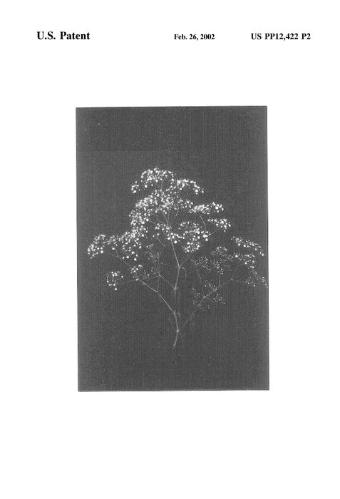 Figure 3 of US plant patent PP12422, the photograph of Dangypflash printed in the patent.