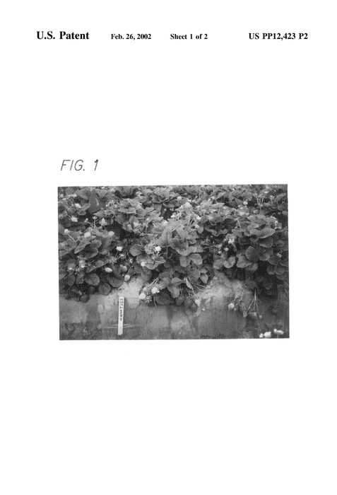 Figure 4 of US plant patent PP12423, the photograph of Cal Giant 4 printed in the patent.