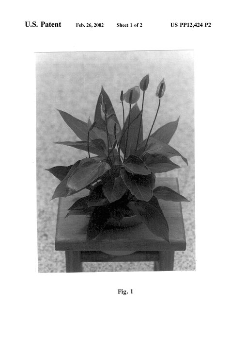 Figure 4 of US plant patent PP12424, the photograph of Purple Plum printed in the patent.