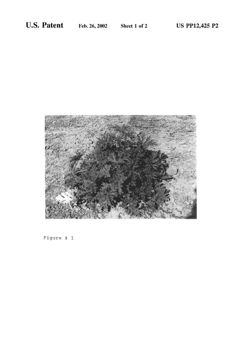Figure 5 of US plant patent PP12425, the photograph of Narmada printed in the patent.