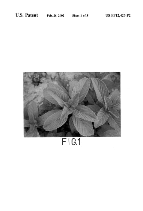 Figure 6 of US plant patent PP12426, the photograph of Kosi printed in the patent.