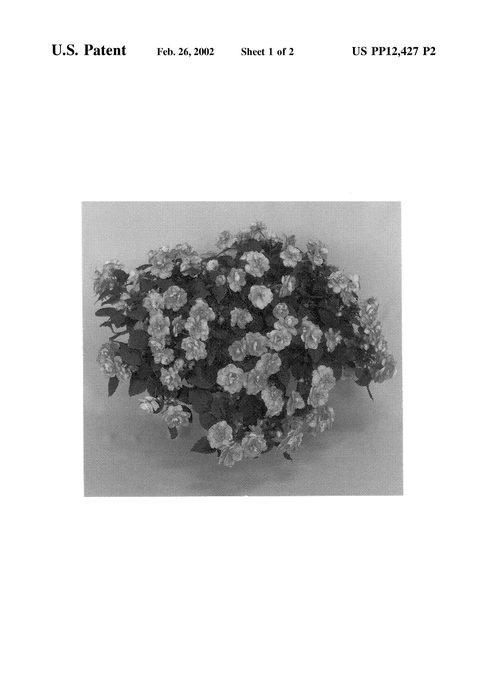 Figure 3 of US plant patent PP12427, the photograph of Boddblpin printed in the patent.