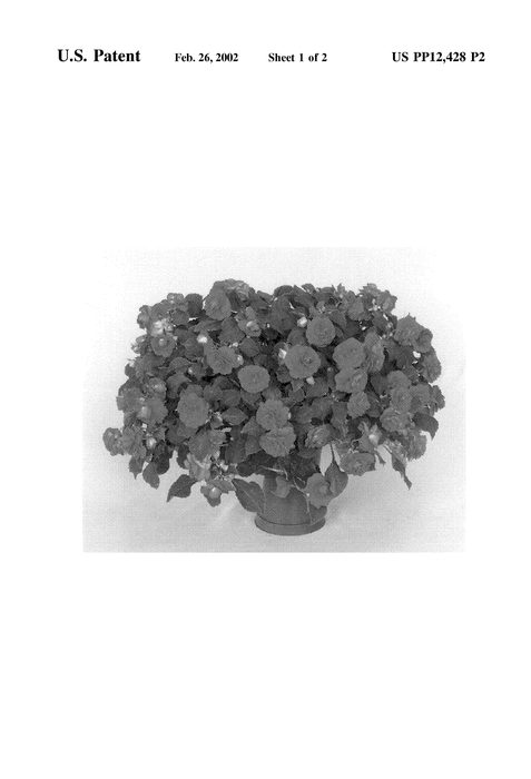 Figure 3 of US plant patent PP12428, the photograph of Boddblpas printed in the patent.