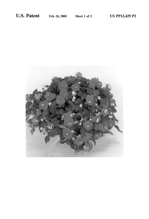 Figure 3 of US plant patent PP12429, the photograph of Boddblros printed in the patent.