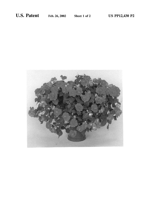 Figure 3 of US plant patent PP12430, the photograph of Boddblorg printed in the patent.