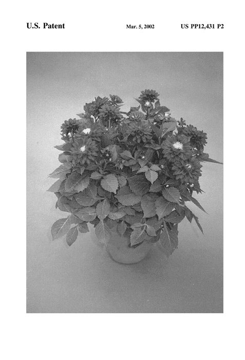 Figure 3 of US plant patent PP12431, the photograph of Bretagne printed in the patent.