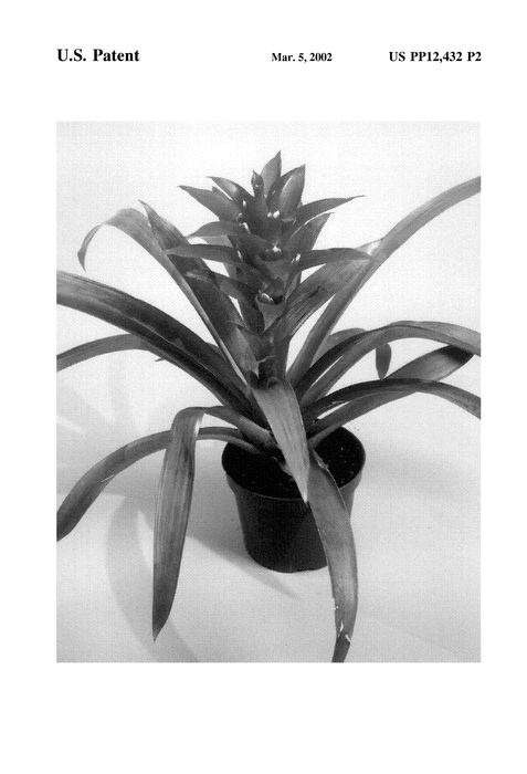 Figure 3 of US plant patent PP12432, the photograph of GUZ 226 printed in the patent.