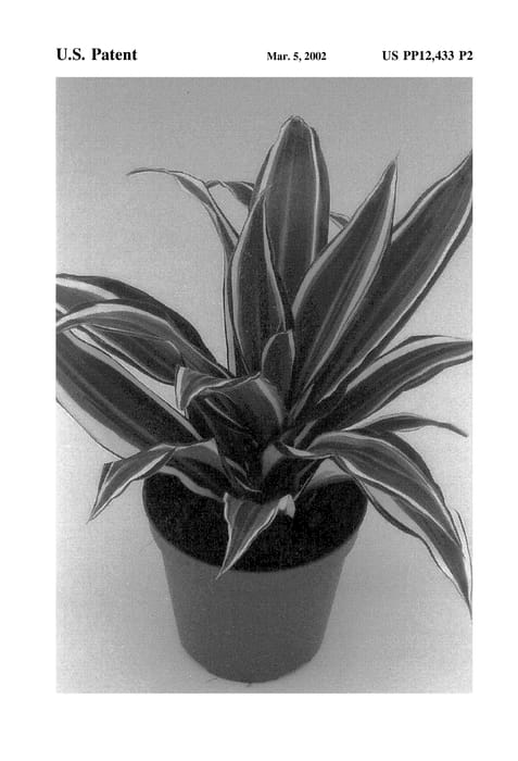 Figure 3 of US plant patent PP12433, the photograph of White Jewel printed in the patent.