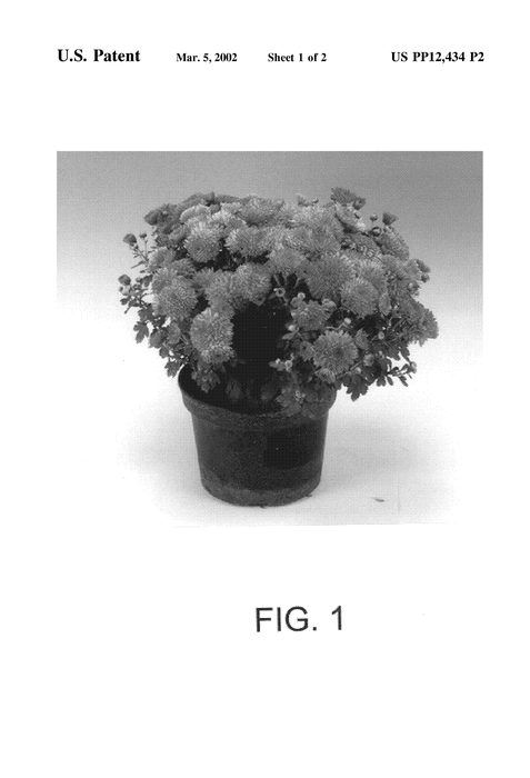 Figure 3 of US plant patent PP12434, the photograph of Sirena printed in the patent.
