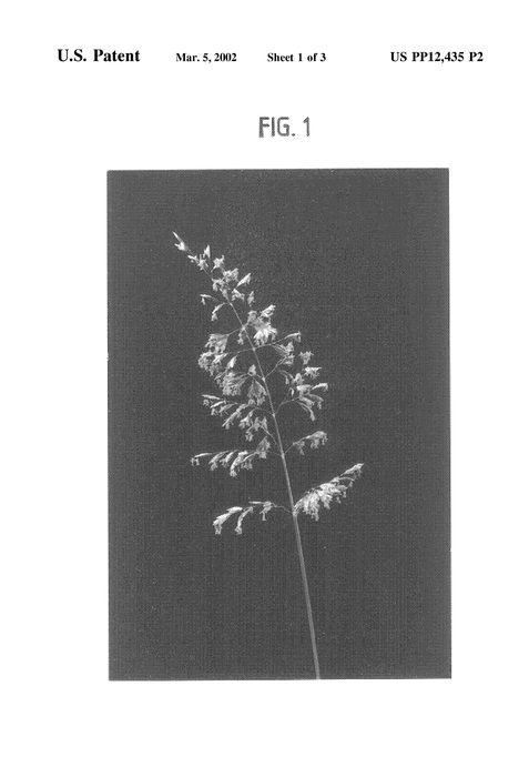 Figure 7 of US plant patent PP12435, the photograph of Ba81-227 printed in the patent.