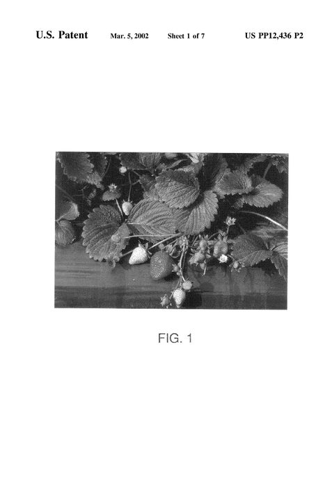 Figure 5 of US plant patent PP12436, the photograph of Ventura printed in the patent.