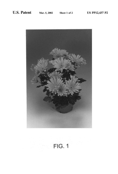 Figure 3 of US plant patent PP12437, the photograph of Virunga printed in the patent.