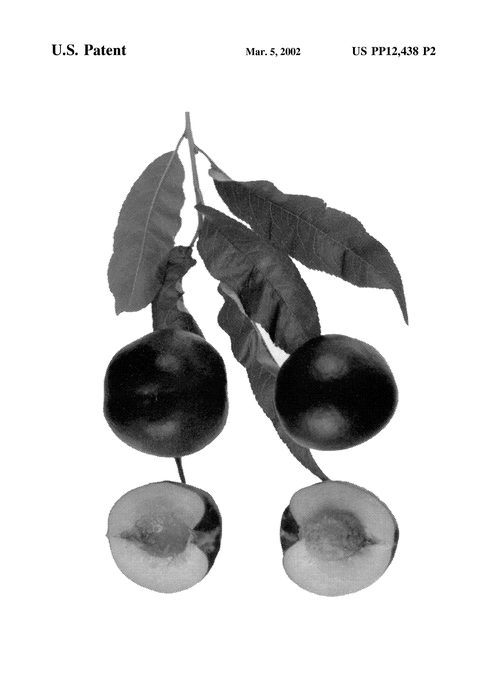 Figure 4 of US plant patent PP12438, the photograph of Earlihoney printed in the patent.