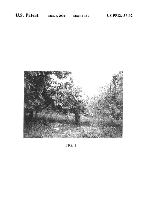 Figure 3 of US plant patent PP12439, the photograph of Alpha Krome printed in the patent.