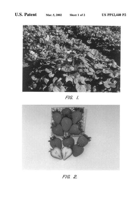 Figure 4 of US plant patent PP12440, the photograph of Whitney printed in the patent.