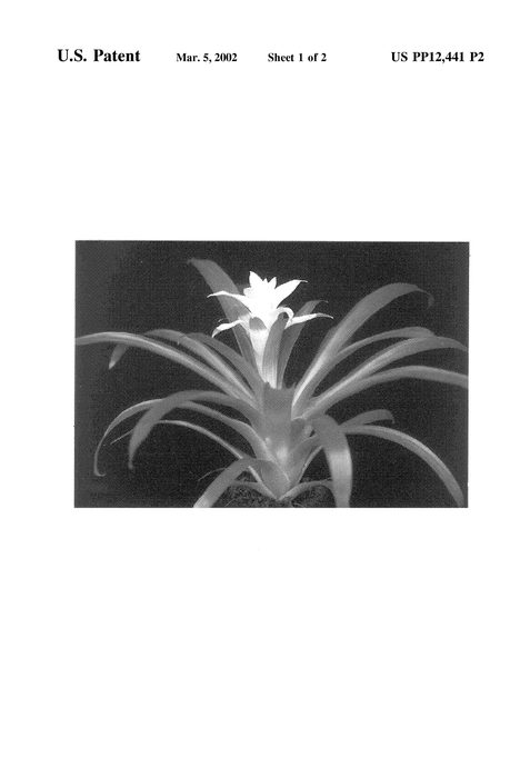 Figure 3 of US plant patent PP12441, the photograph of Copito printed in the patent.