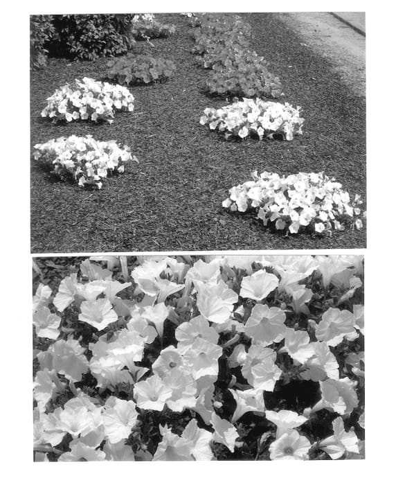 Figure 1 of US plant patent PP12442, the photograph of White Spice printed in the patent.