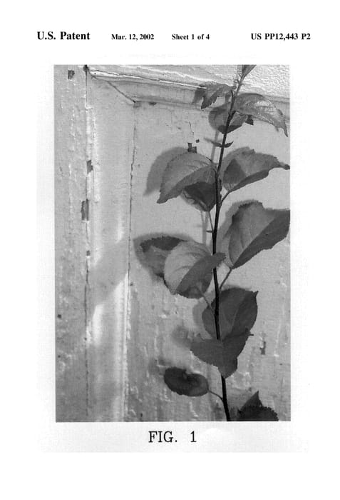 Figure 4 of US plant patent PP12443, the photograph of Geneva 16 printed in the patent.