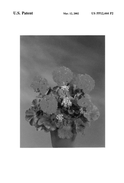 Figure 3 of US plant patent PP12444, the photograph of Fismerk printed in the patent.
