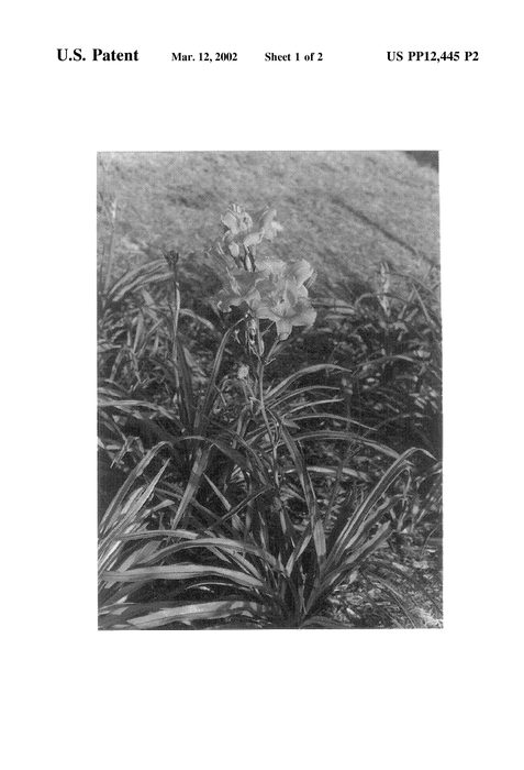 Figure 3 of US plant patent PP12445, the photograph of Tiger Time printed in the patent.