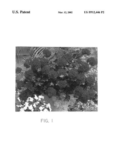 Figure 3 of US plant patent PP12446, the photograph of Free Dark Red printed in the patent.
