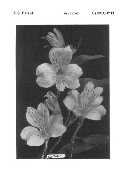 Figure 3 of US plant patent PP12447, the photograph of Loirianj printed in the patent.