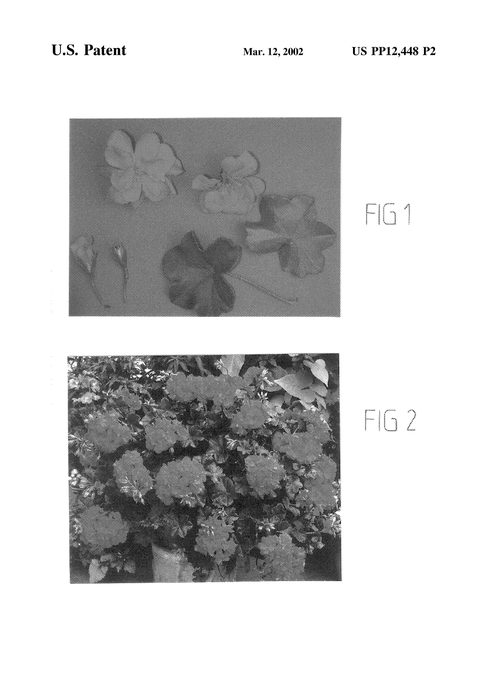 Figure 3 of US plant patent PP12448, the photograph of Free Cherry Rose printed in the patent.