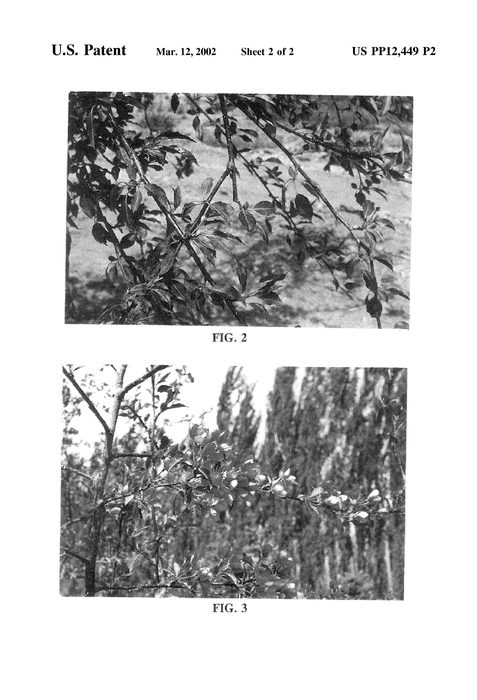 Figure 5 of US plant patent PP12449, the photograph of Morning Princess printed in the patent.