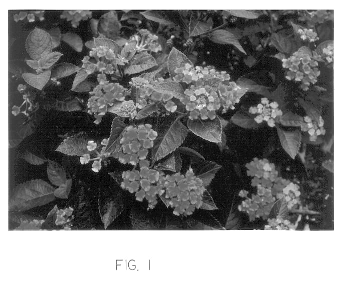 Figure 1 of US plant patent PP12450, the photograph of Robpatcow printed in the patent.