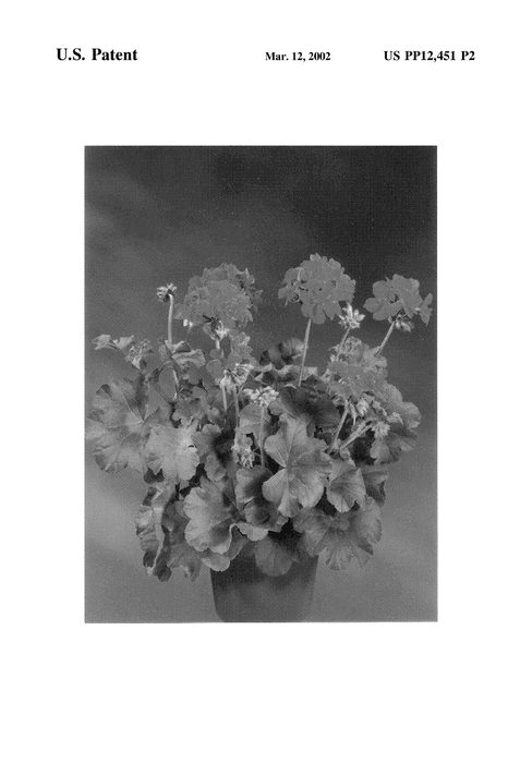 Figure 3 of US plant patent PP12451, the photograph of Fisgren printed in the patent.
