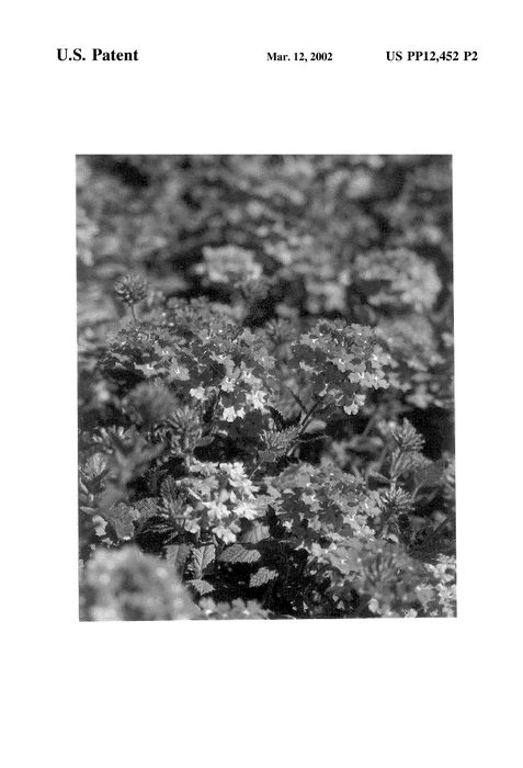 Figure 3 of US plant patent PP12452, the photograph of Spikena printed in the patent.