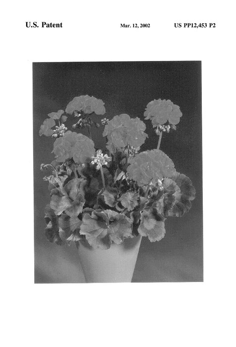 Figure 3 of US plant patent PP12453, the photograph of Fislet printed in the patent.