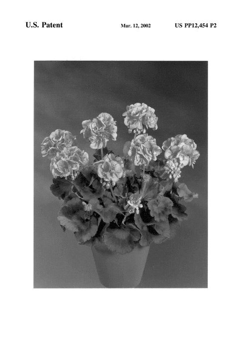 Figure 3 of US plant patent PP12454, the photograph of Fissalm printed in the patent.
