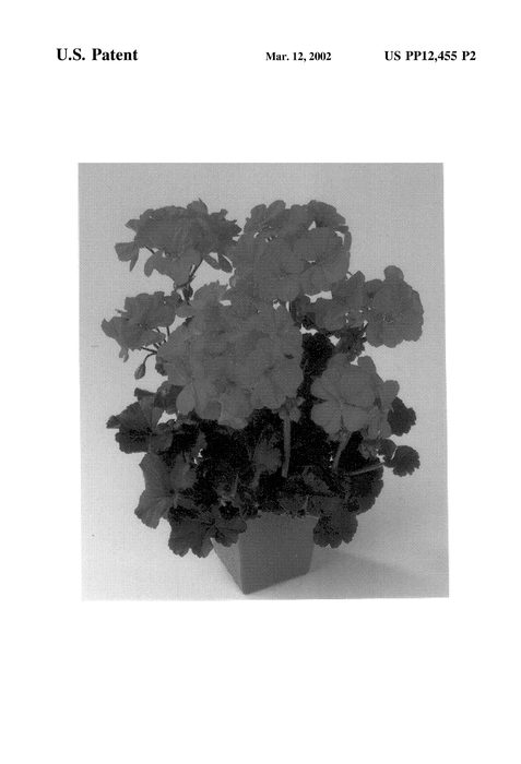 Figure 3 of US plant patent PP12455, the photograph of Balfancori printed in the patent.