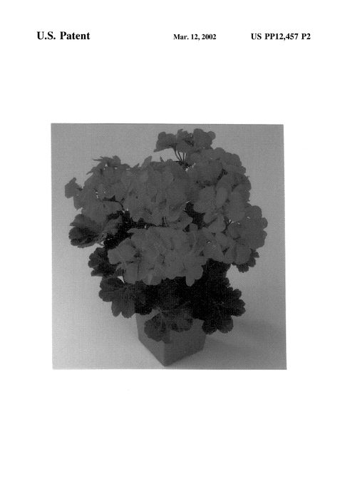 Figure 3 of US plant patent PP12457, the photograph of Balgalsusi printed in the patent.