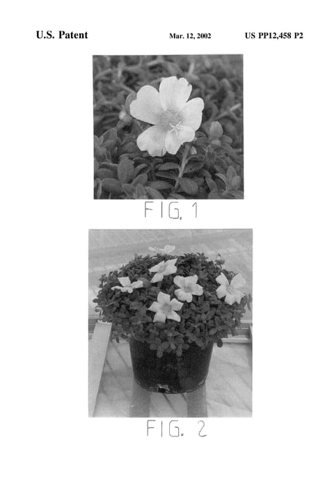 Figure 3 of US plant patent PP12458, the photograph of Summer Joy Light Pink printed in the patent.