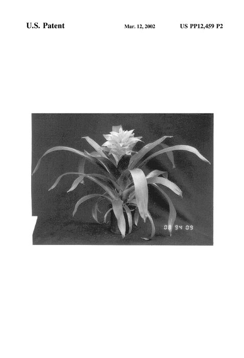 Figure 3 of US plant patent PP12459, the photograph of Soledo printed in the patent.