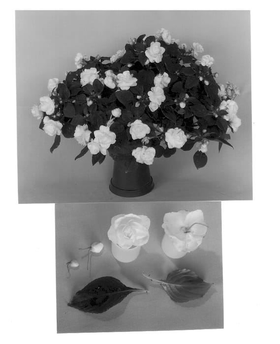 Figure 1 of US plant patent PP12460, the photograph of Boddblwhi printed in the patent.