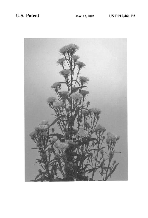 Figure 3 of US plant patent PP12461, the photograph of Pink Milka printed in the patent.