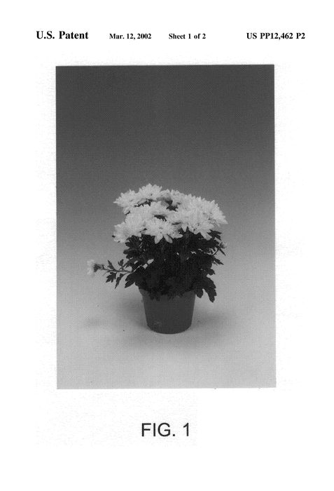 Figure 3 of US plant patent PP12462, the photograph of Halifax printed in the patent.