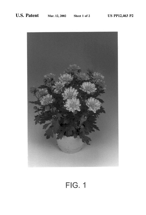 Figure 3 of US plant patent PP12463, the photograph of Valentin printed in the patent.