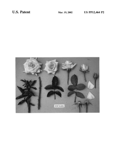 Figure 3 of US plant patent PP12464, the photograph of JACwotte printed in the patent.