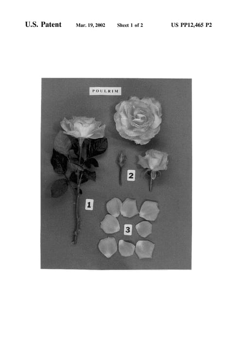 Figure 4 of US plant patent PP12465, the photograph of POULrim printed in the patent.