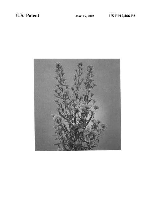 Figure 3 of US plant patent PP12466, the photograph of Karmijn Milka printed in the patent.